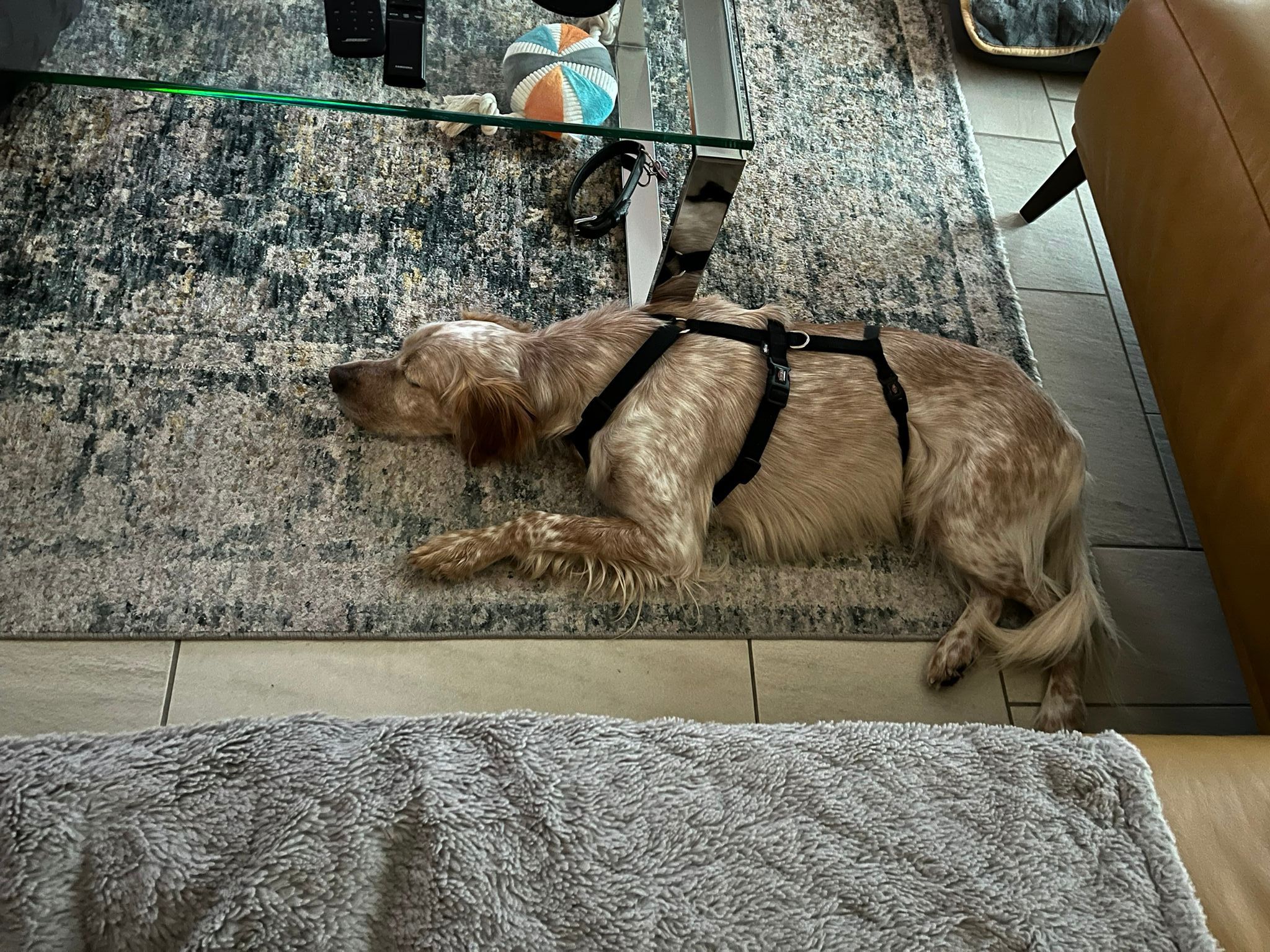 Mister Dik