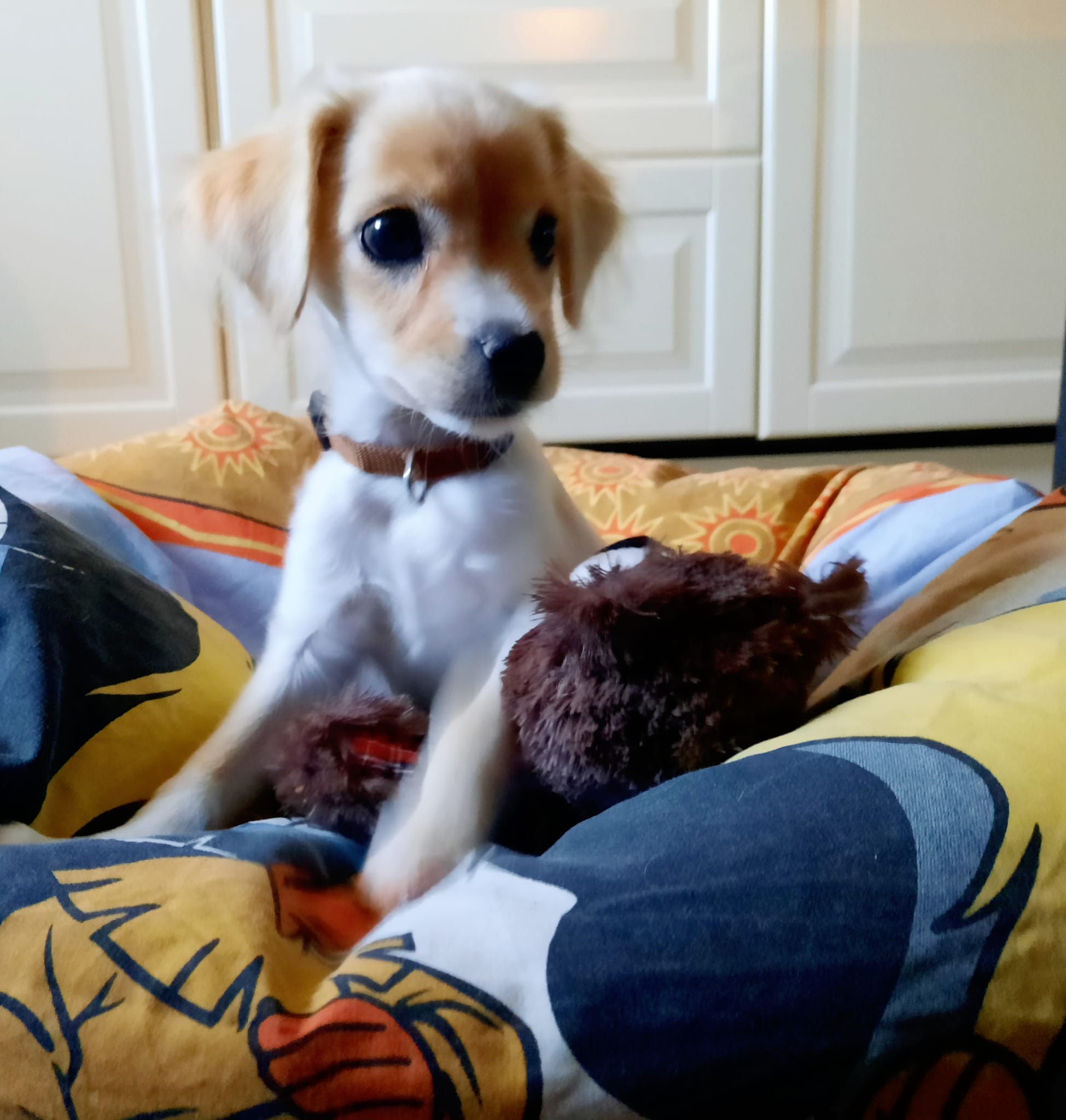 Trixi