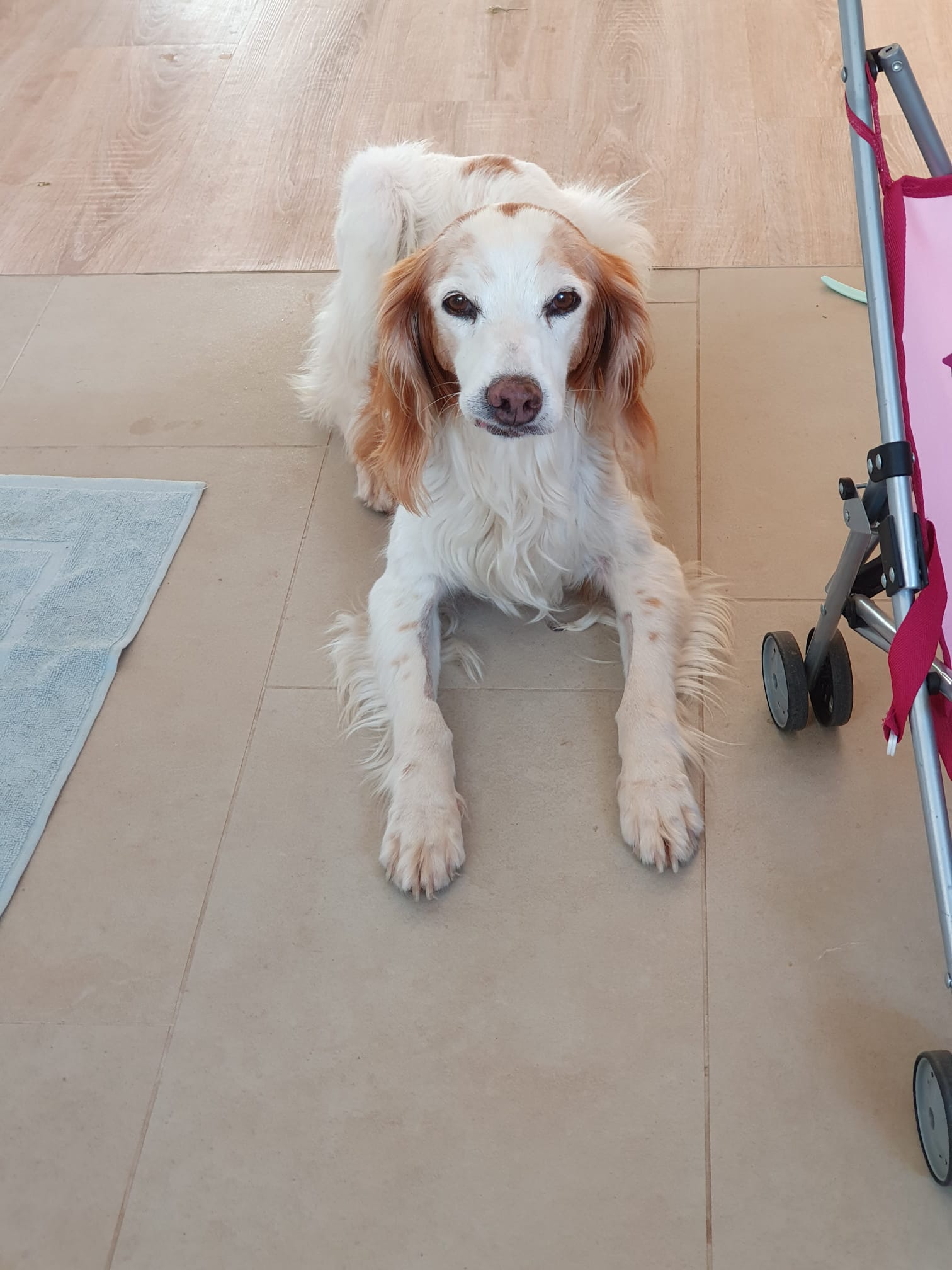 Perla