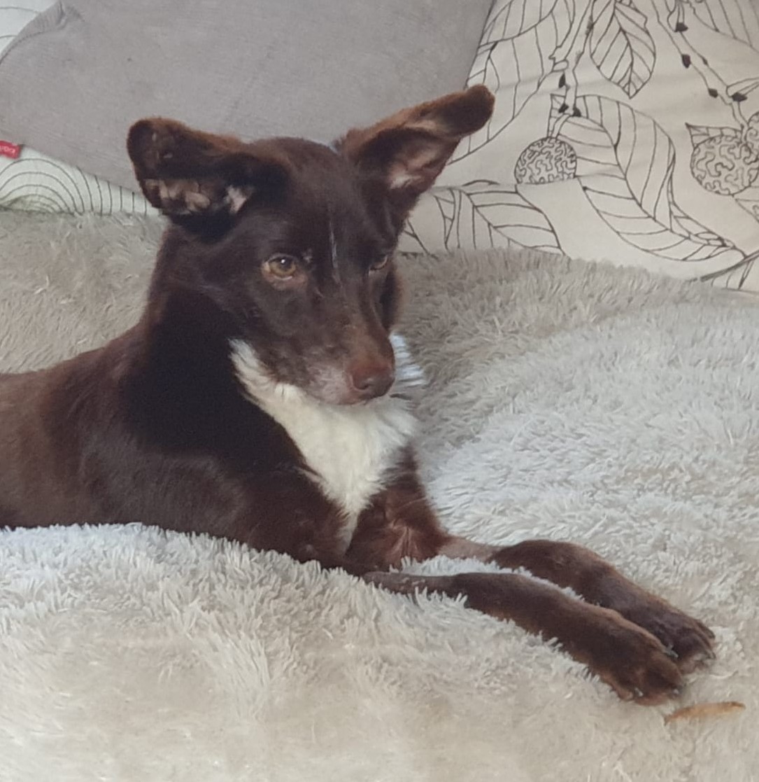 Brownie