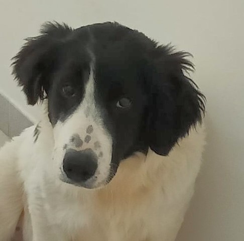 Tobi