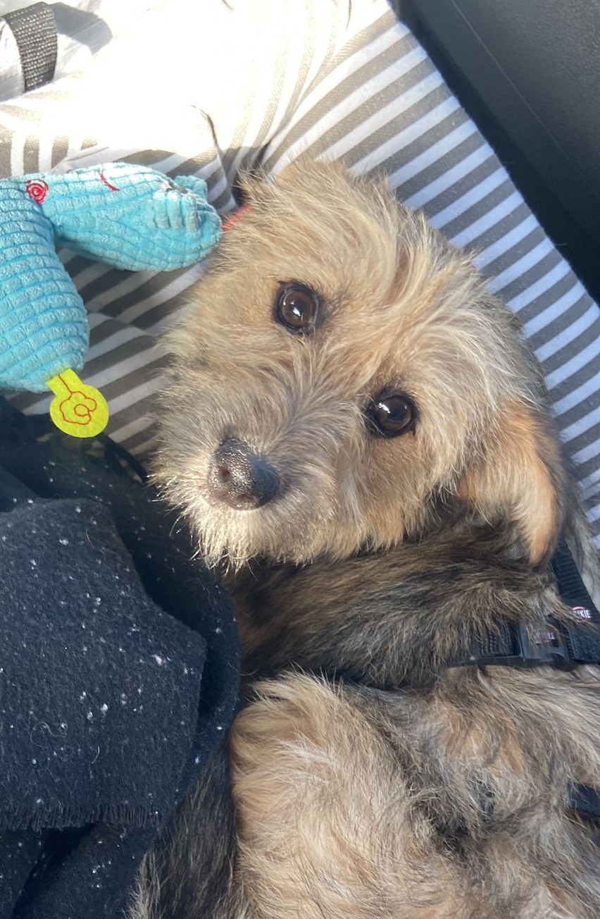 Penelope