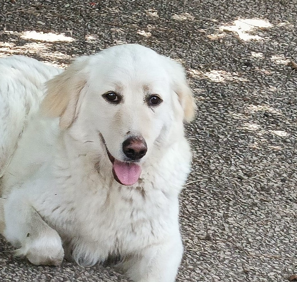 Lucrezia