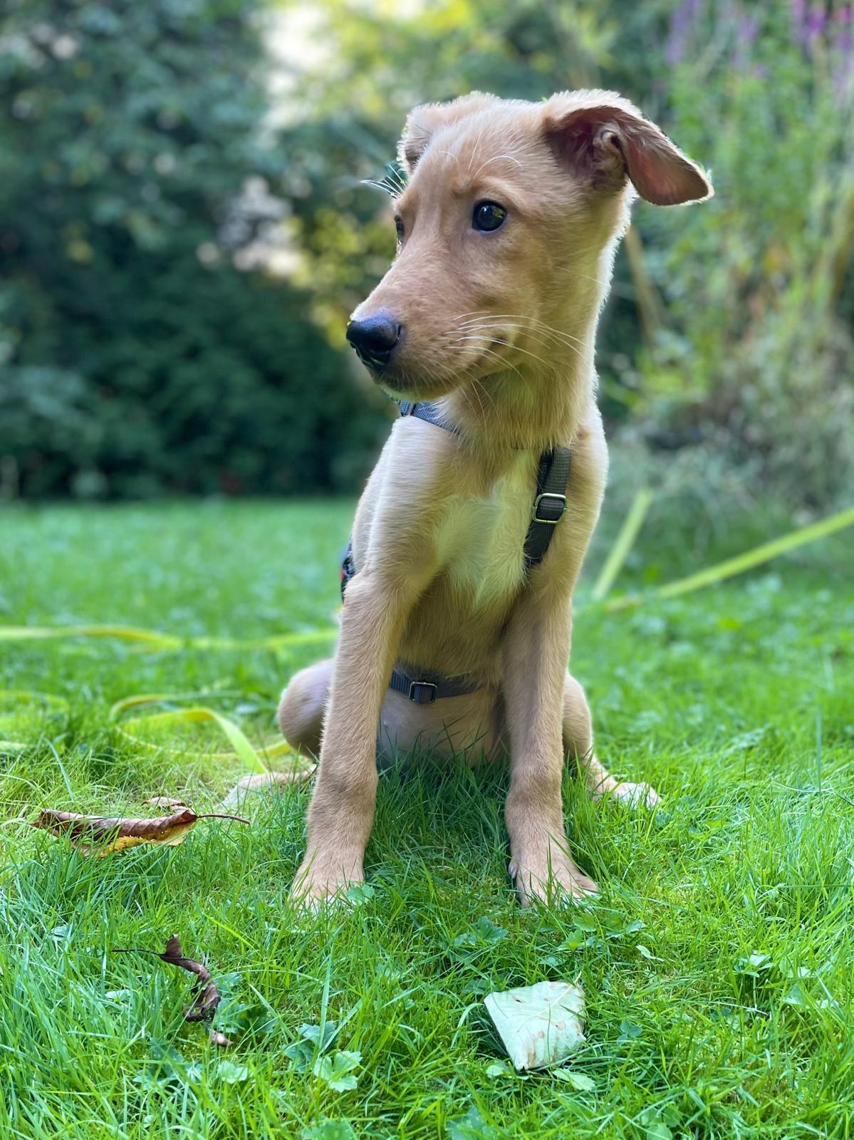 Elsa