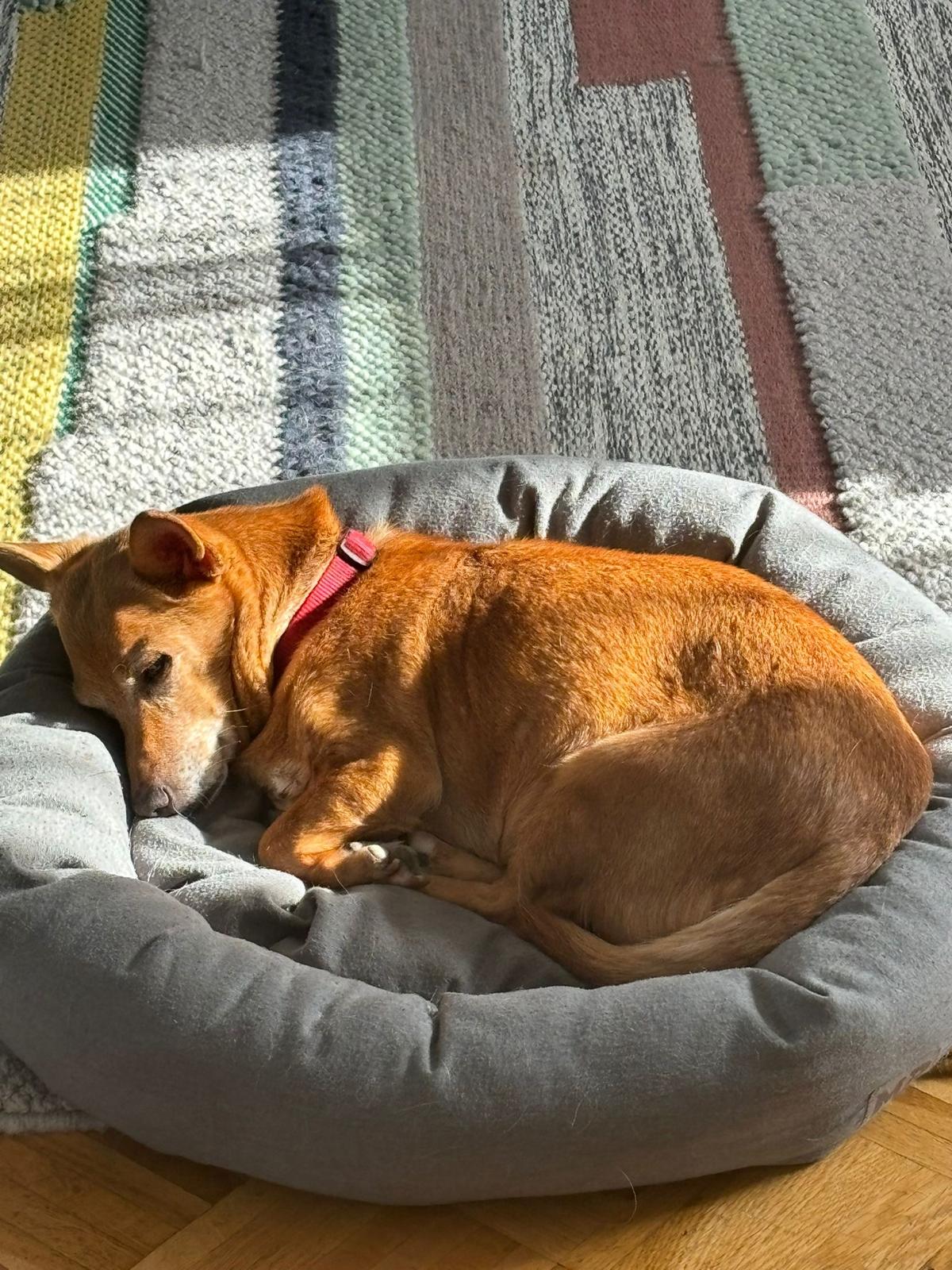Lolita