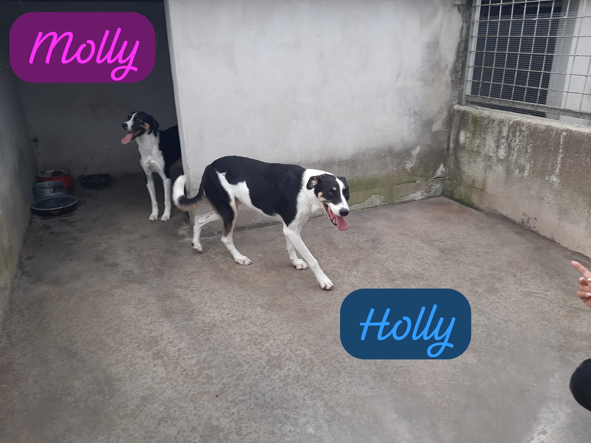 Holly