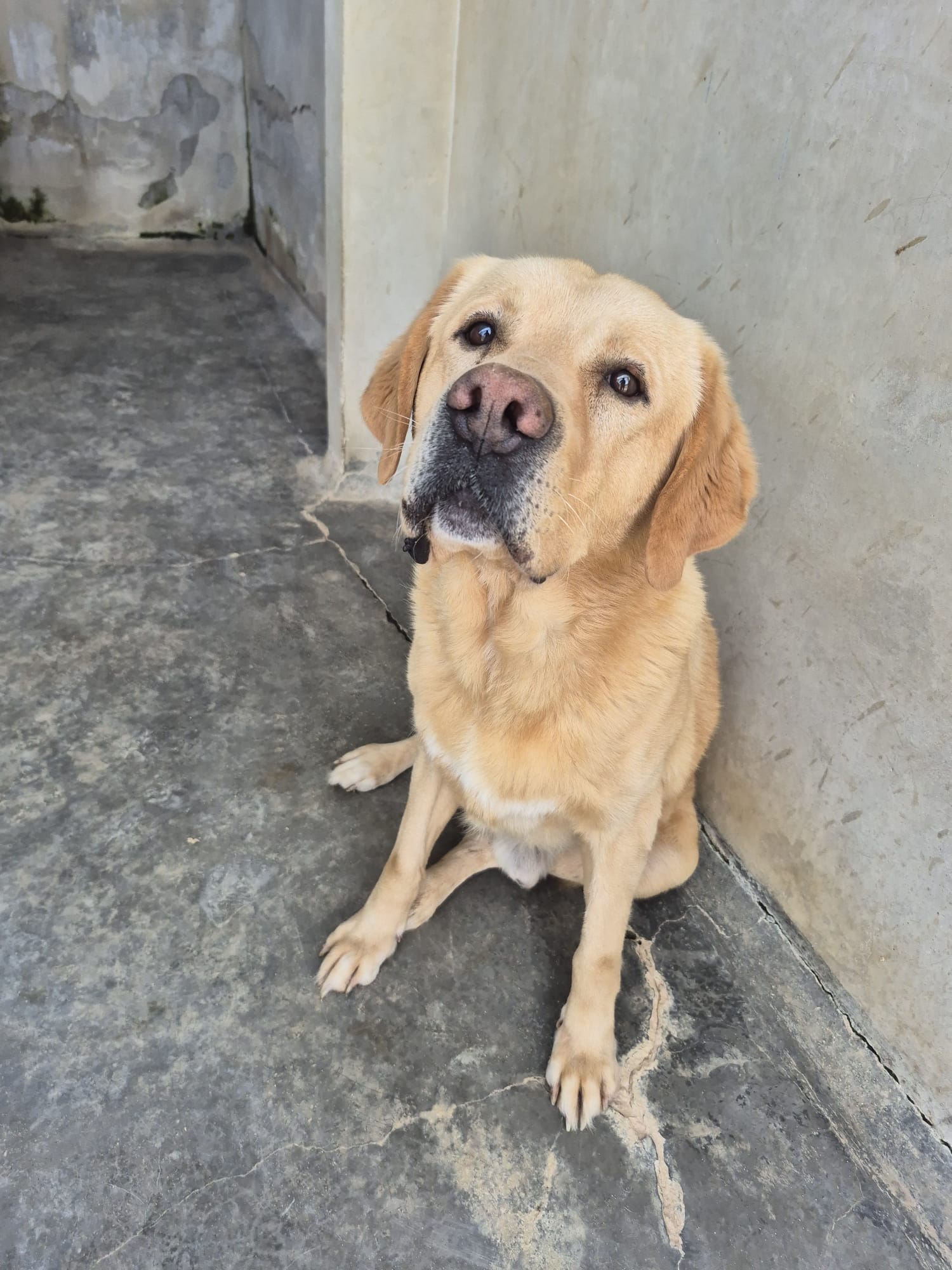 Cirilo