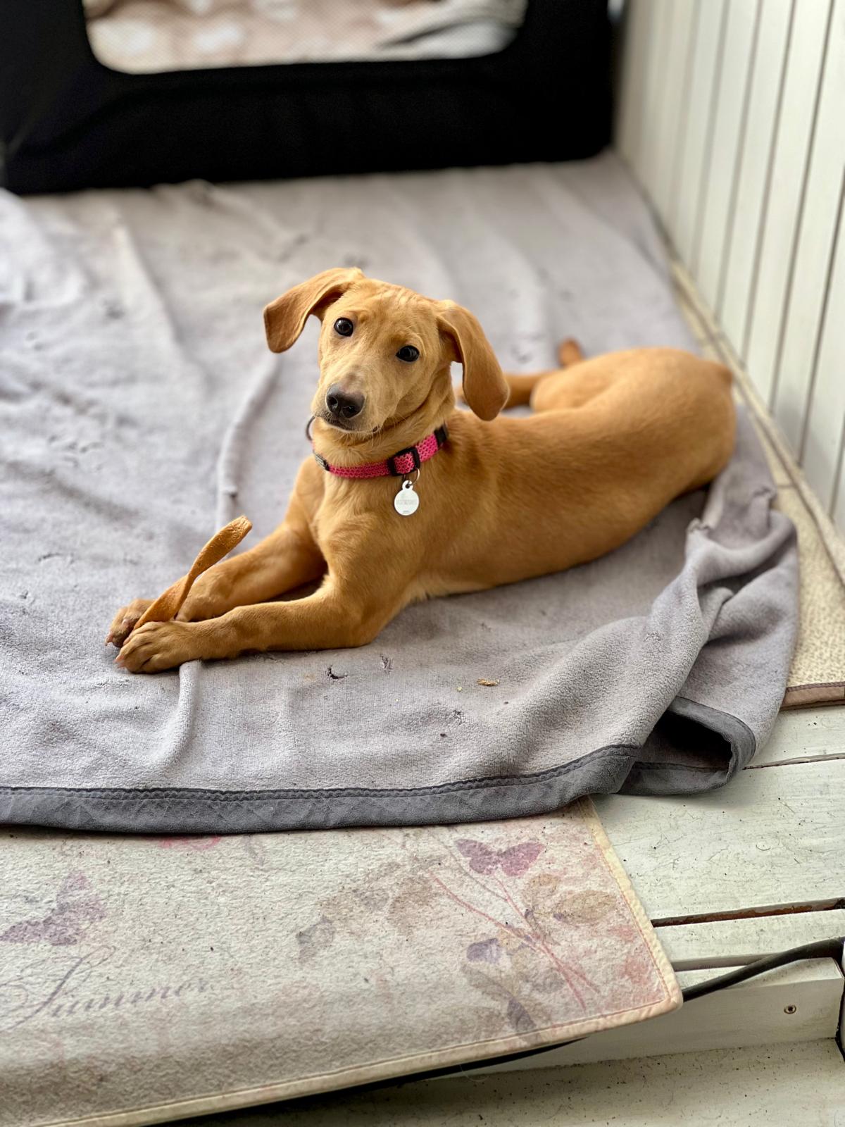 Elsa