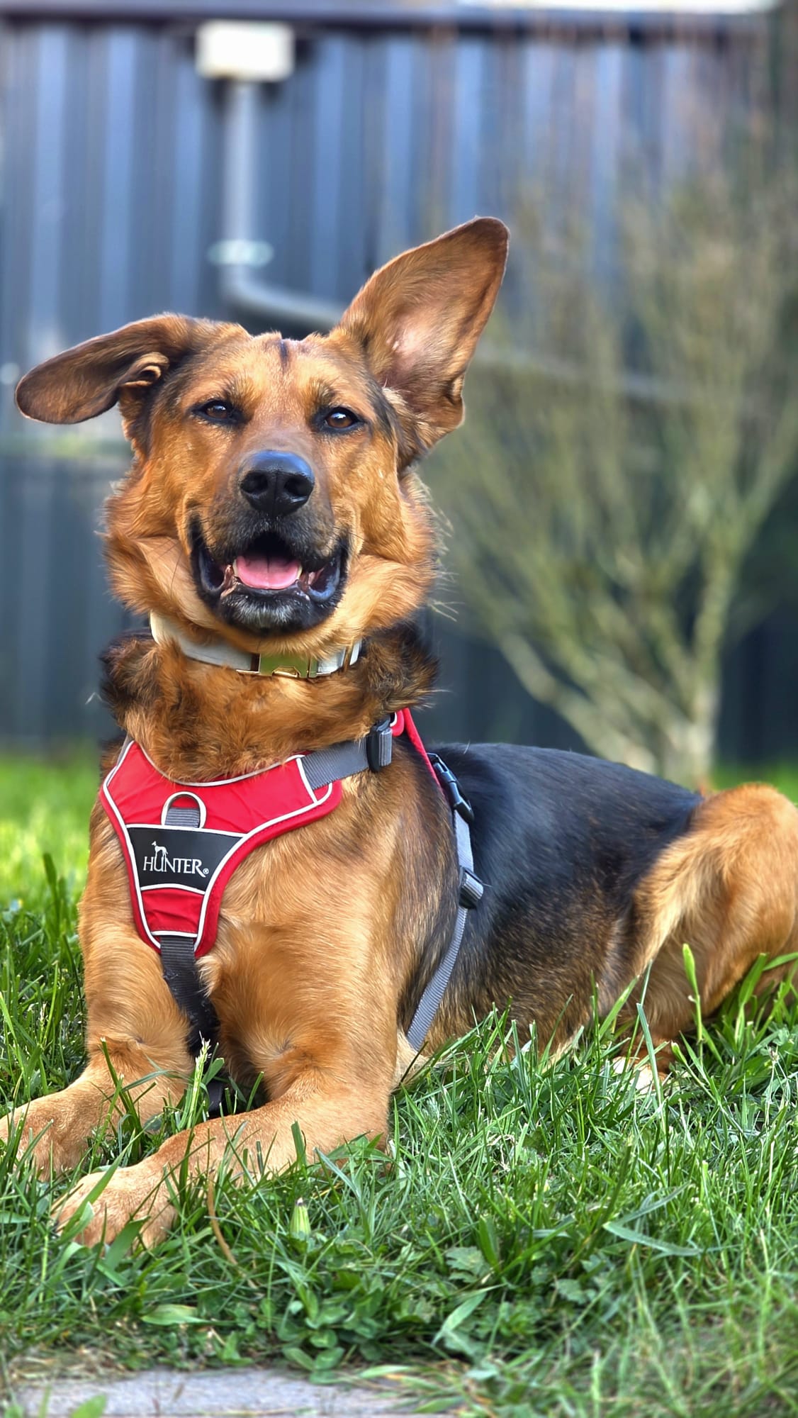 Orfeo