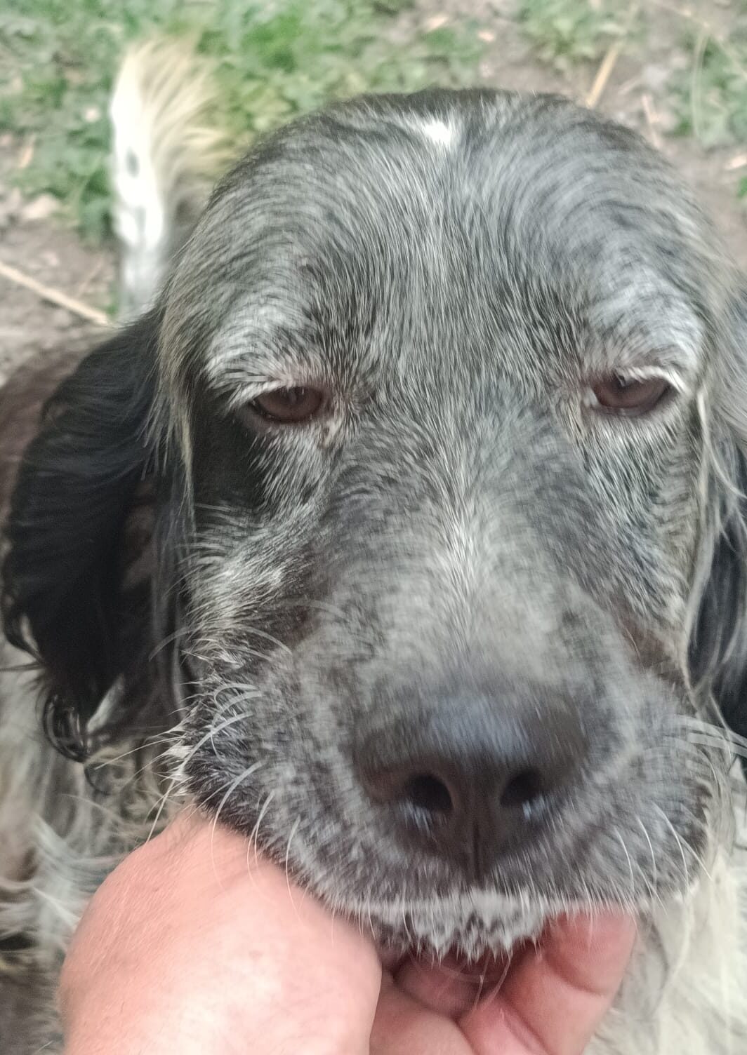 Duke