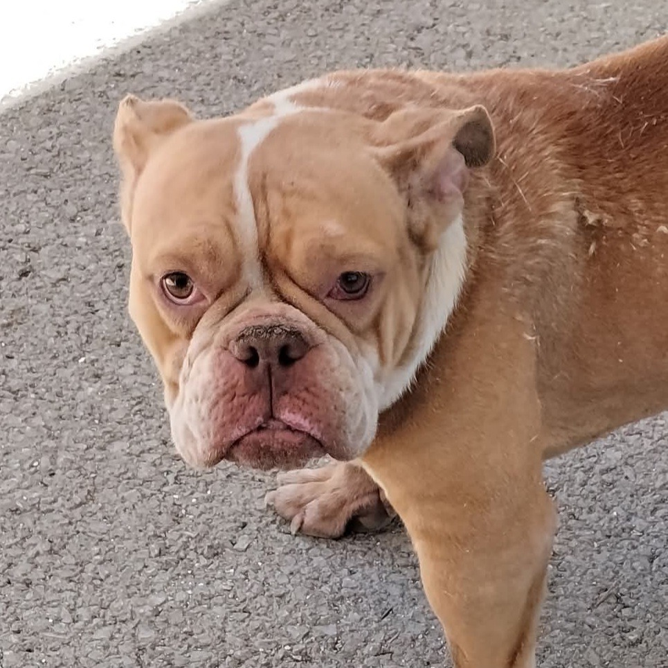 Bonnie