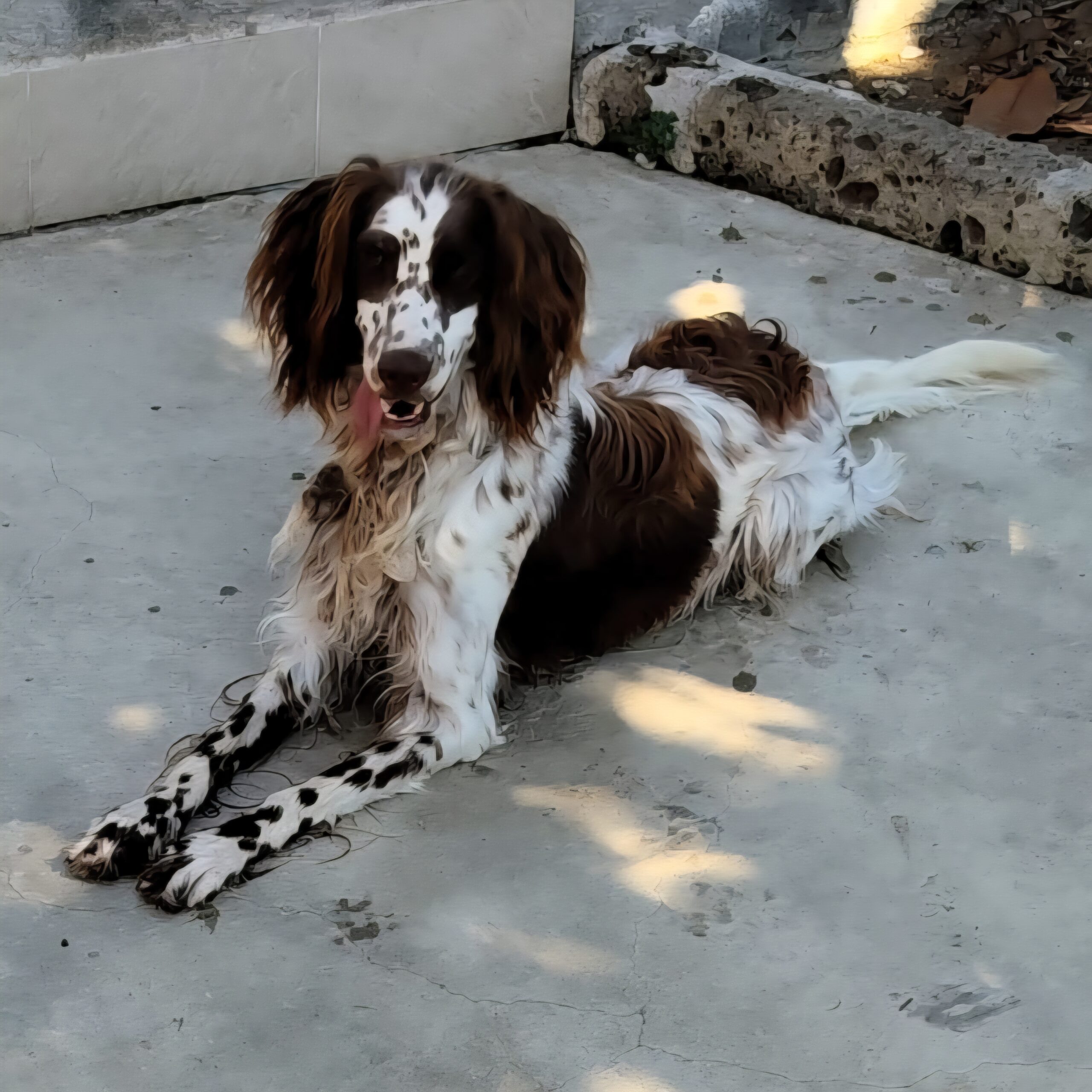 Graziella