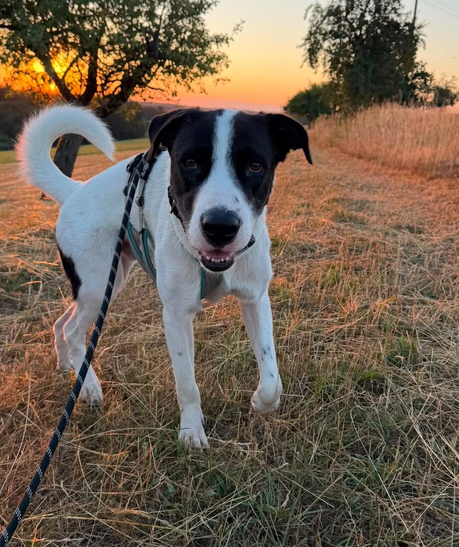 Max