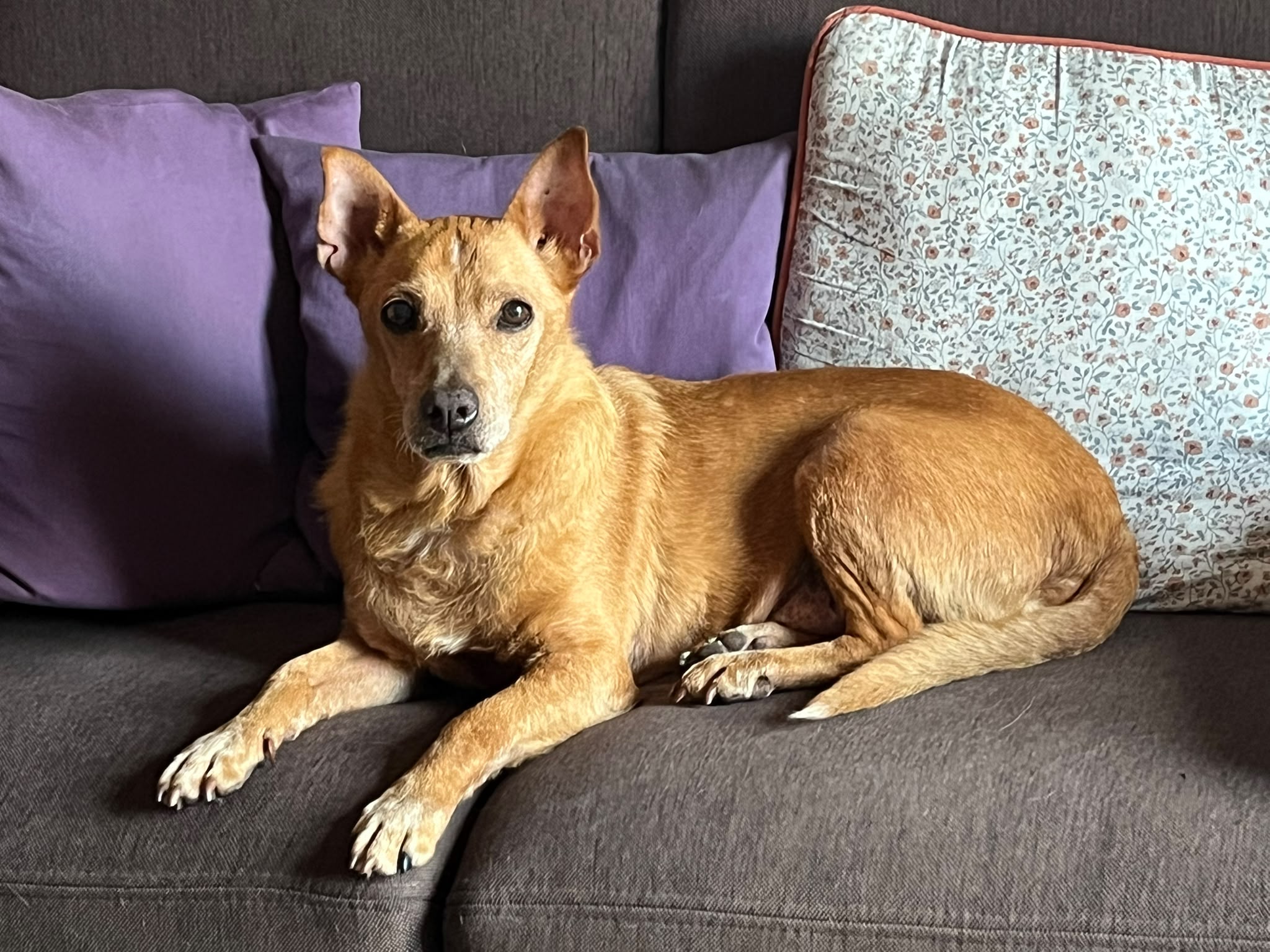Dodo