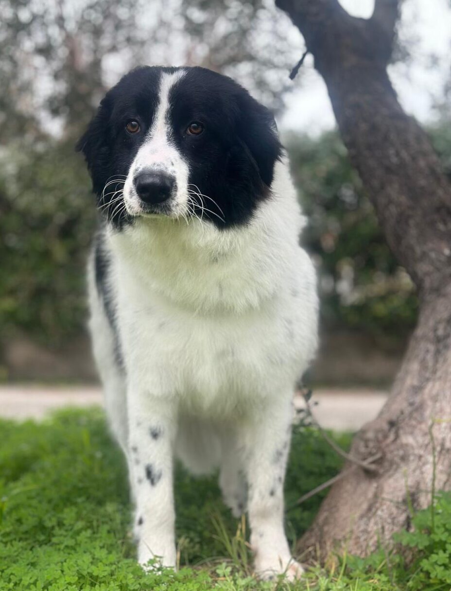 Sofia
