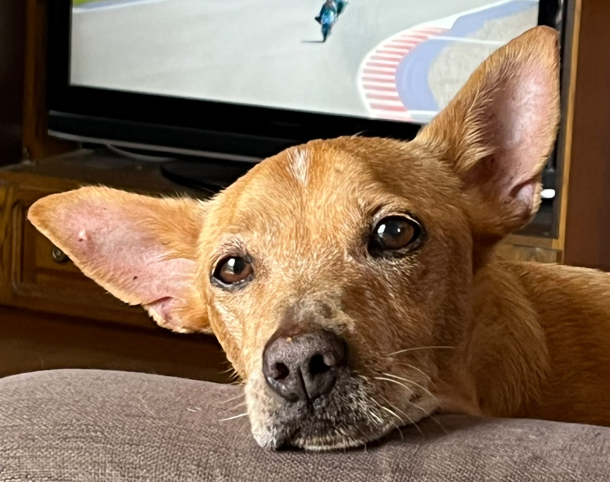 Dodo