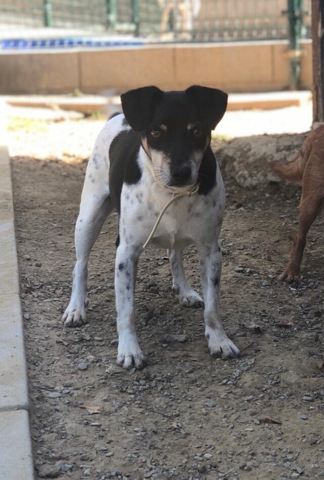 Macchia “ Pino “
