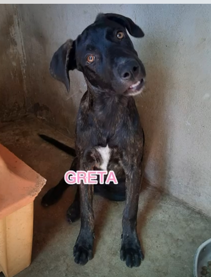 Greta