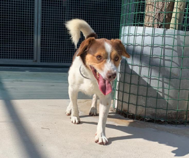 Jack – Hundehilfe Mariechen Jasper | Jack Russel Mix Rüde | 8 Monate – Hundehilfe
