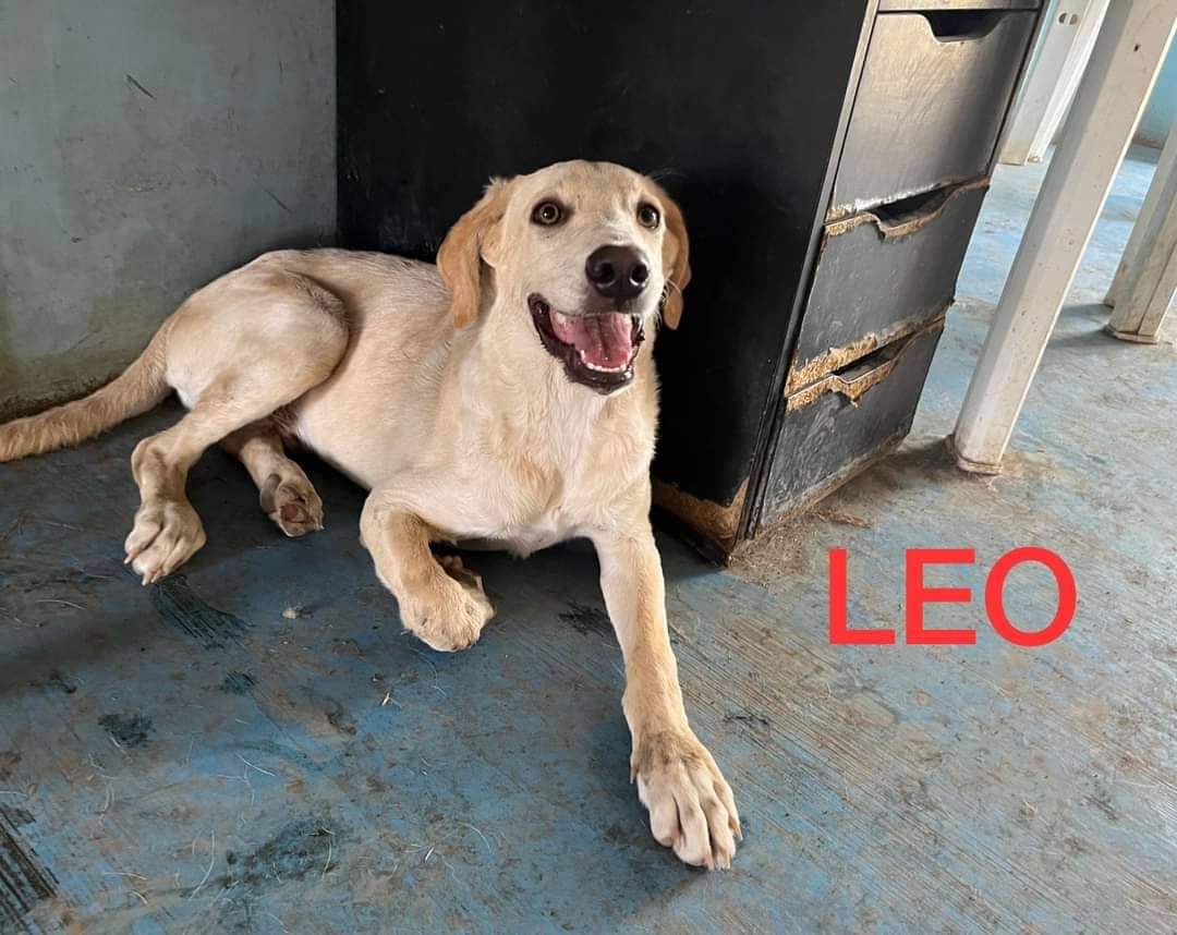 Leo