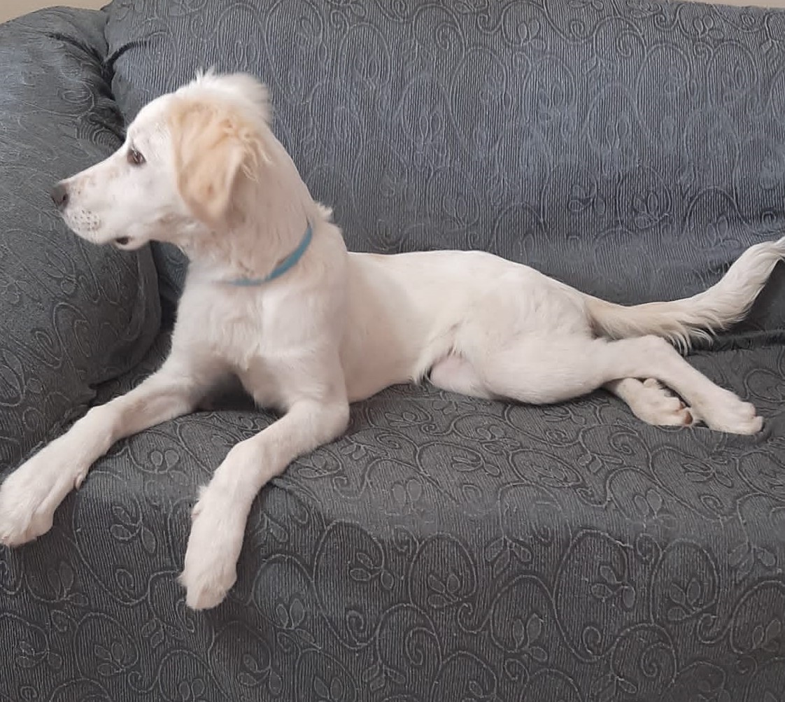 Infos über die Verhältnisse in CanileLagern Hundehilfe Mariechen