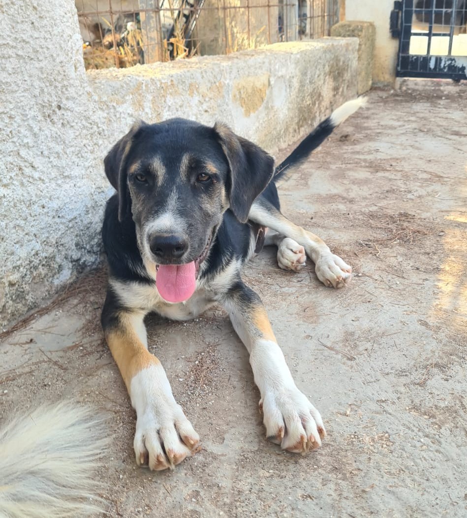 Moro