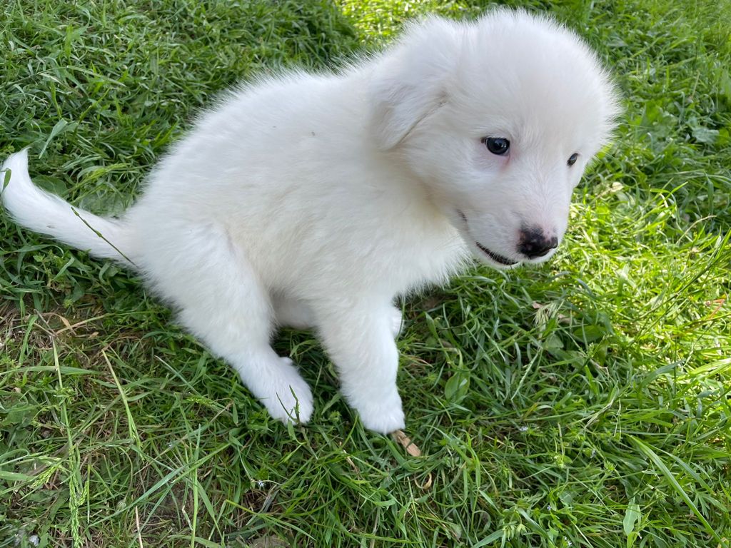 Felpa