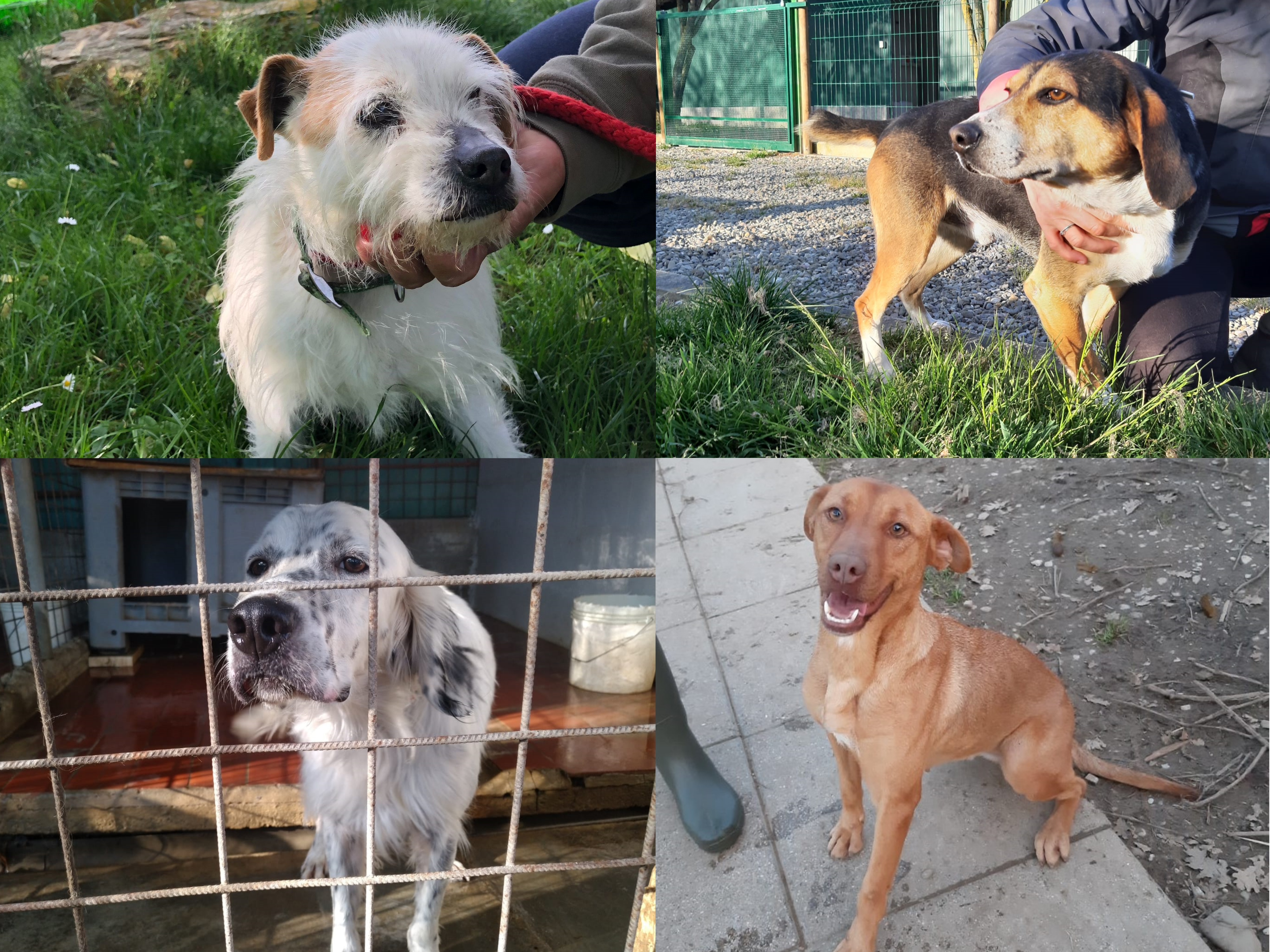 Hunde in Not: So rettet unser Pensionshundesystem (Jagd-)Hunde in der Toskana
