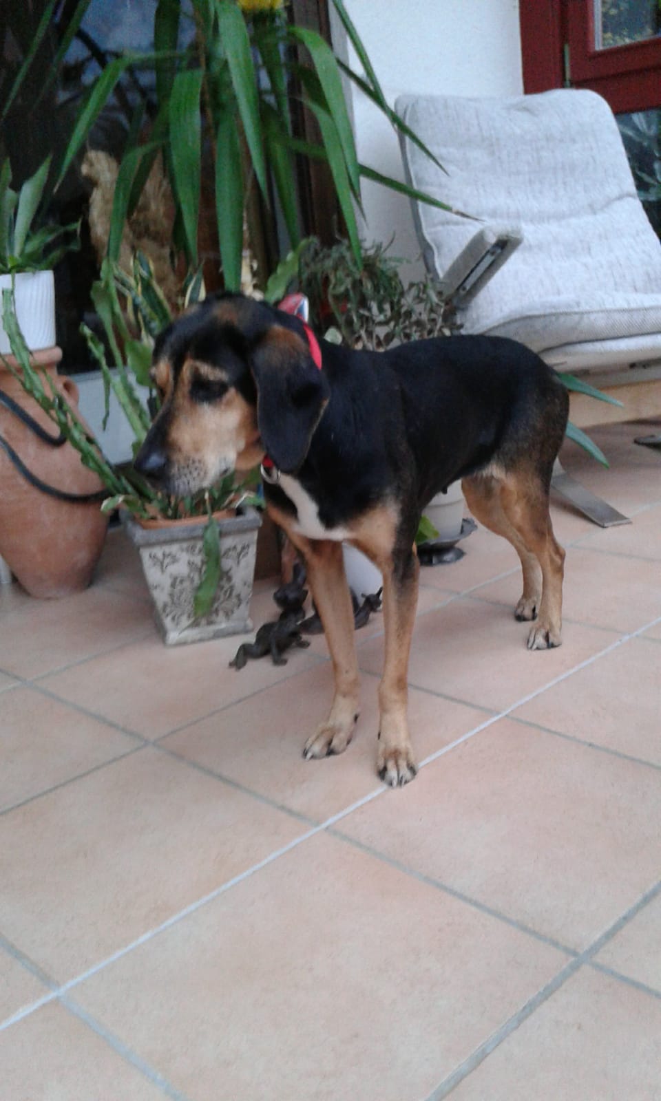 Perla