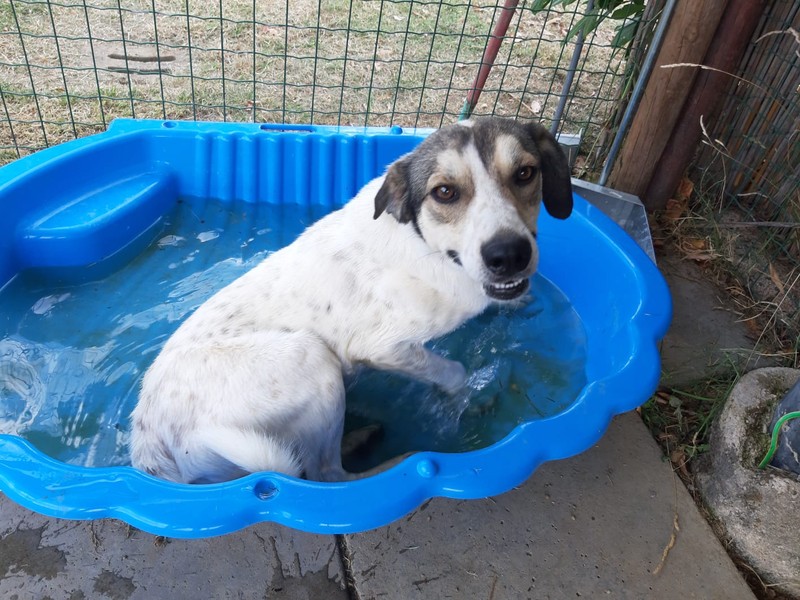 Pisolo