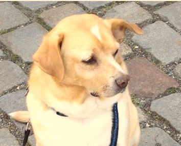 Poldino