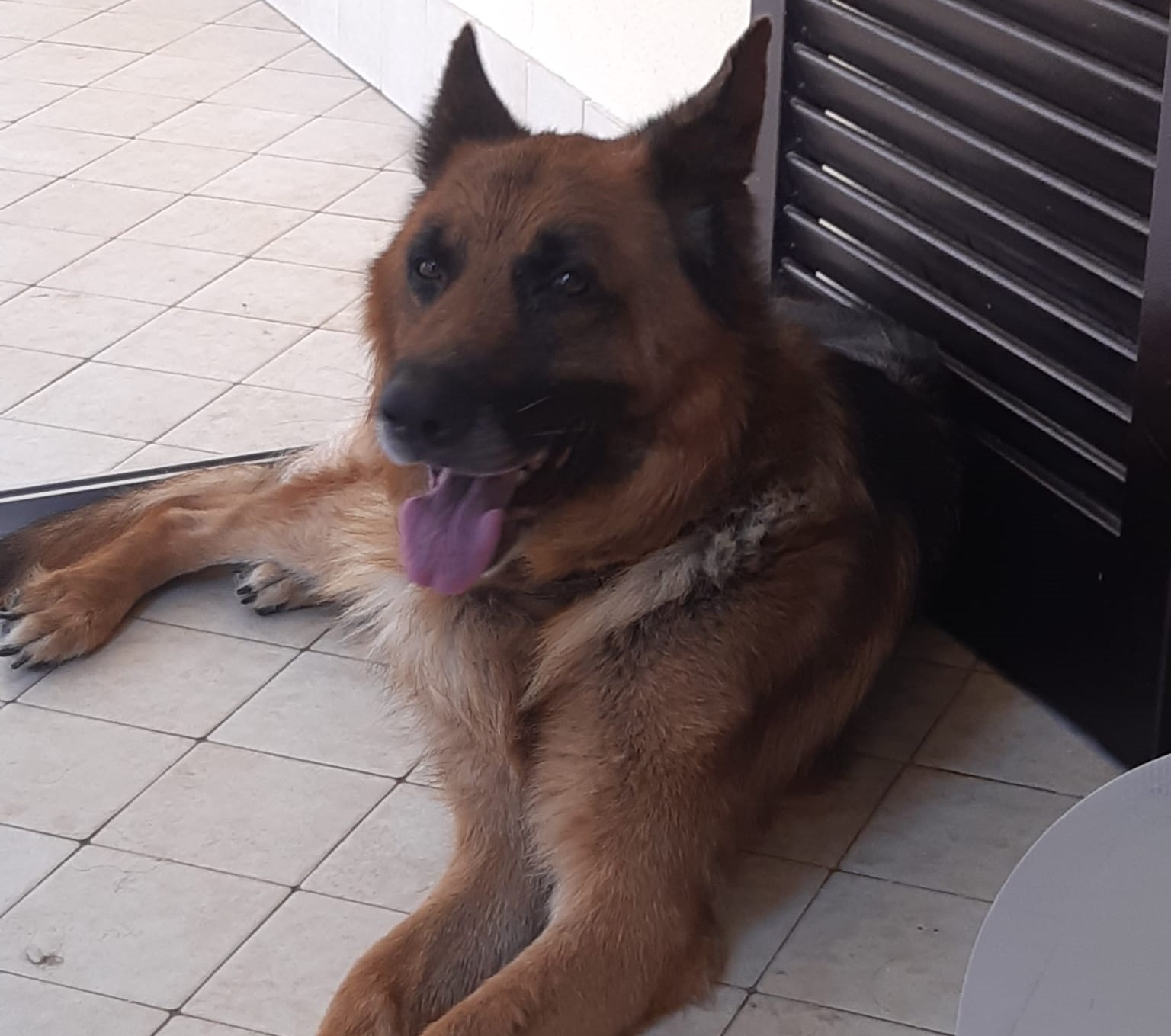 Rex
