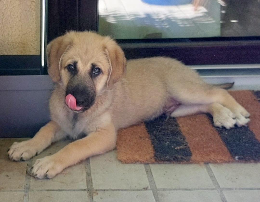Oskar