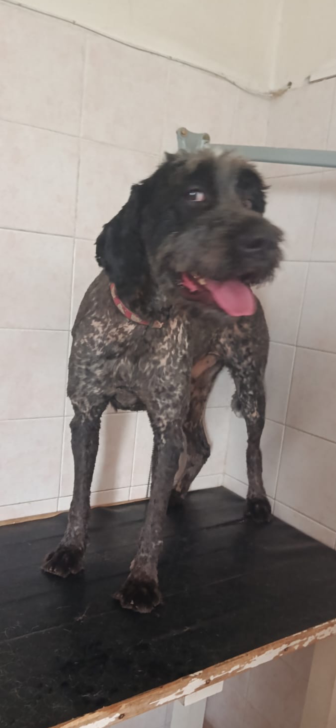 Gregorio
