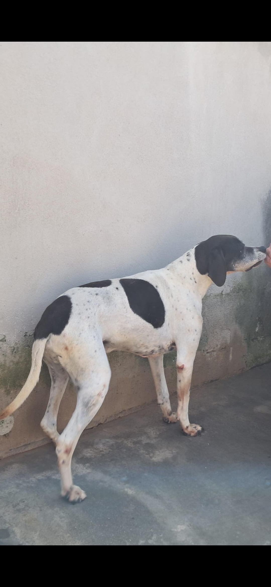 Lapo