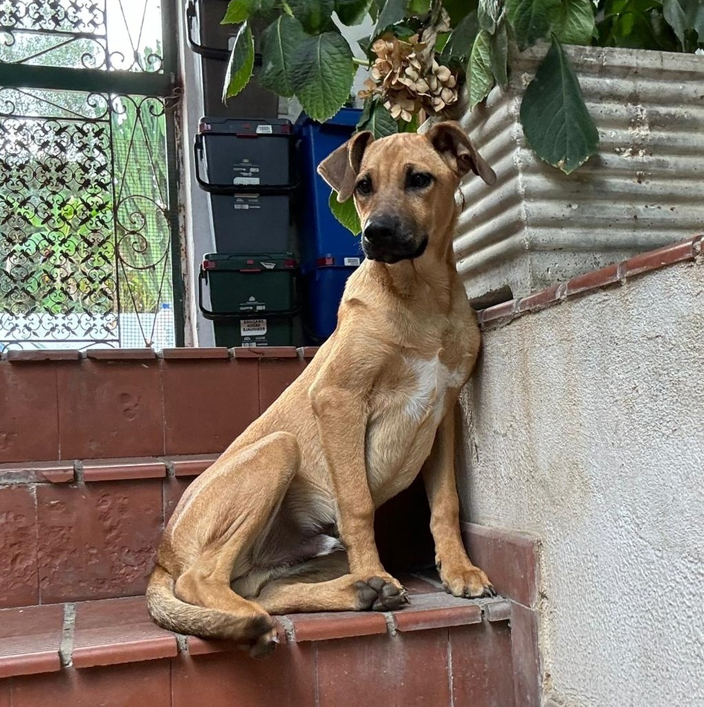 Milo