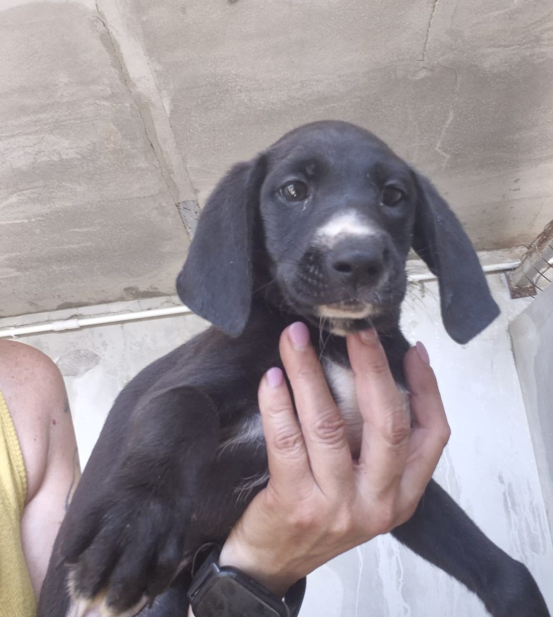 Temo