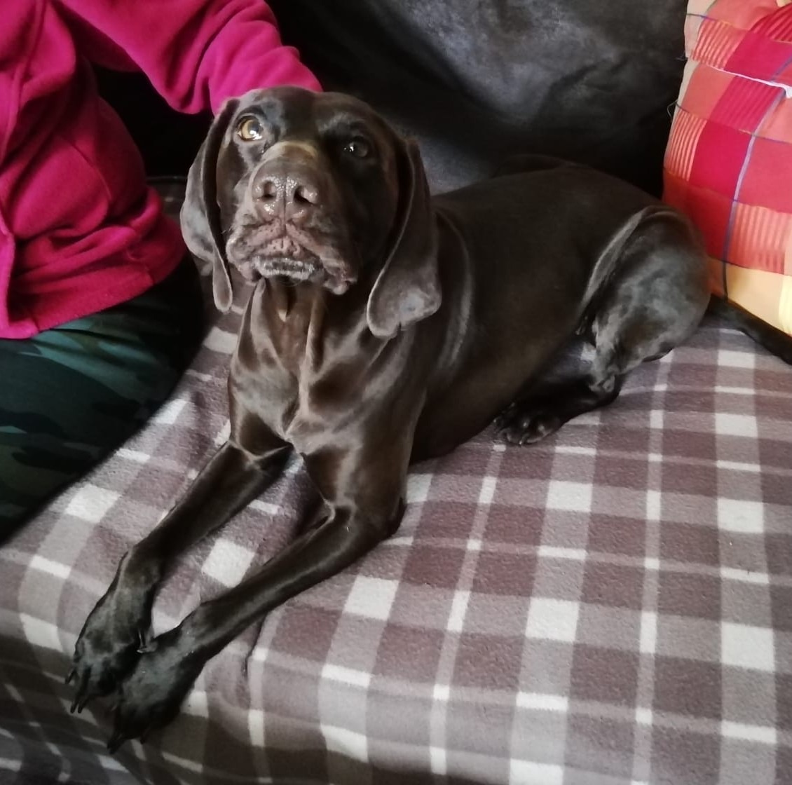 Toffee
