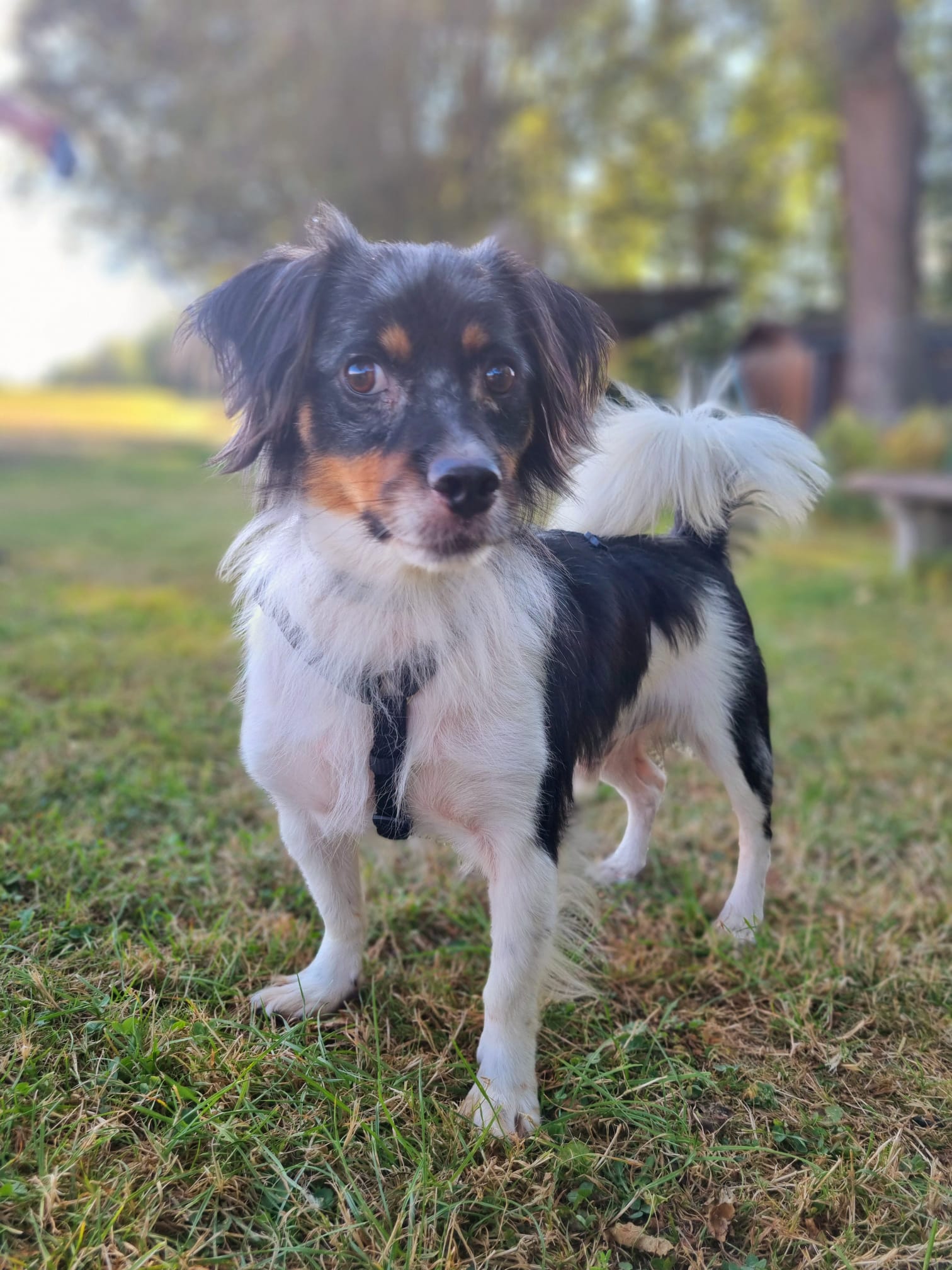 Jack