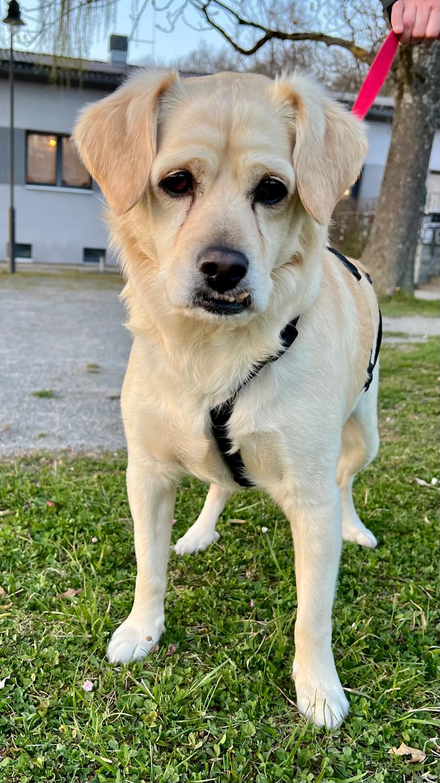 Milo