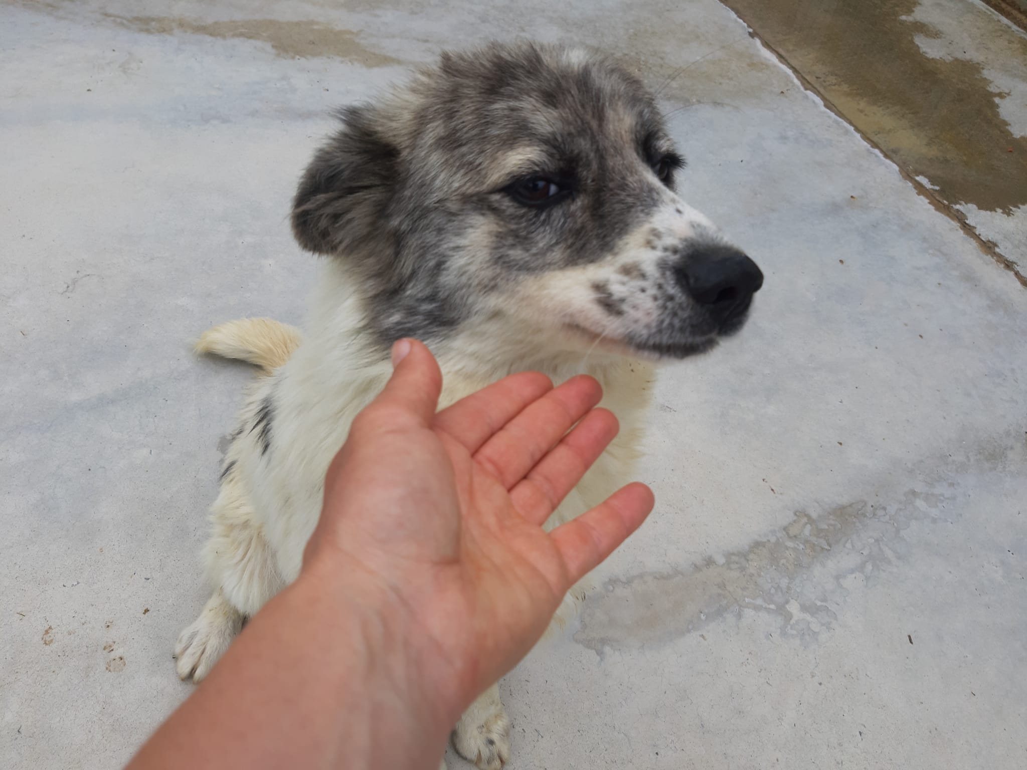Peppino
