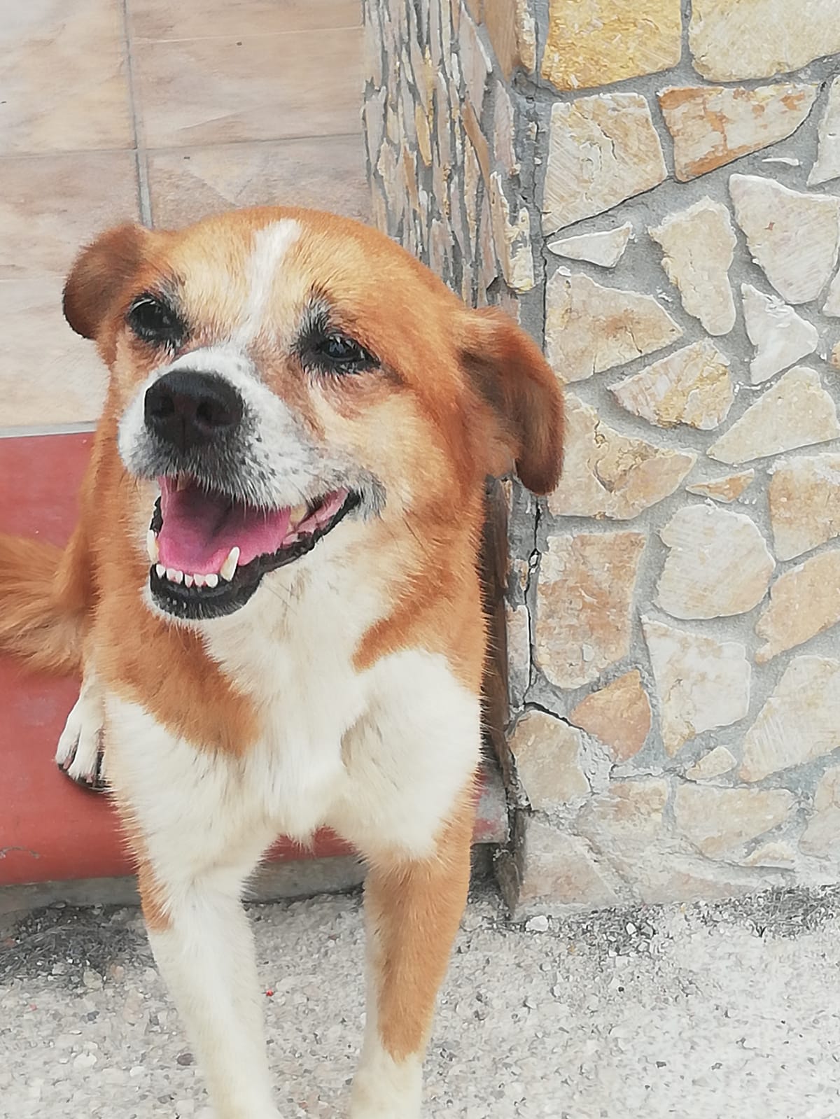 Paolina