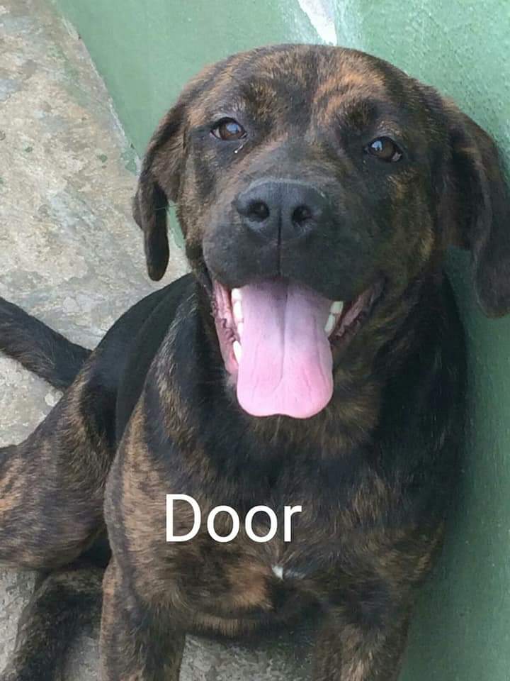 Door
