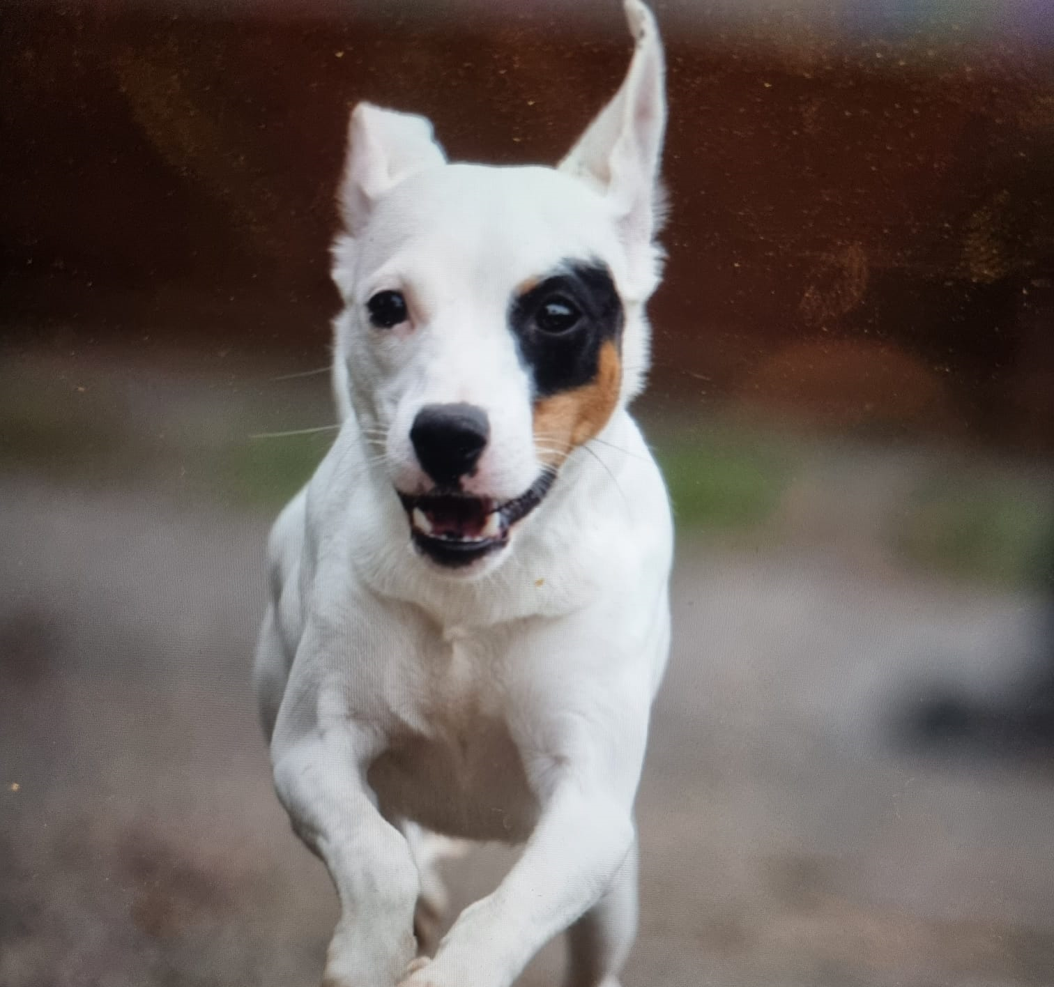 Oscar