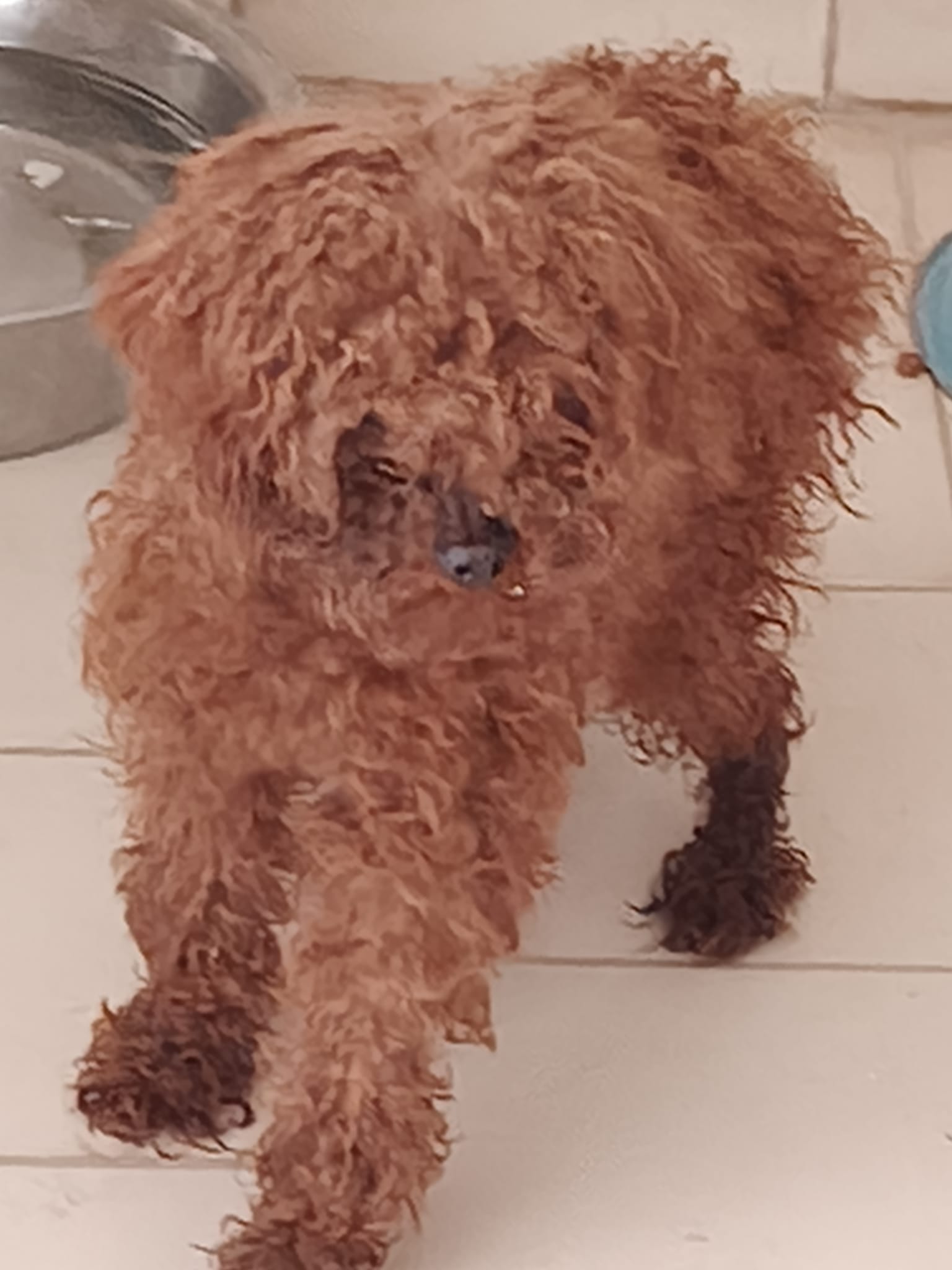 Coco