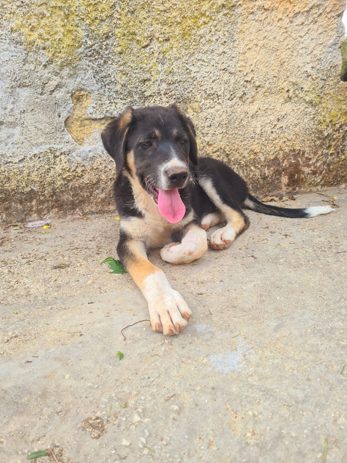 Moro