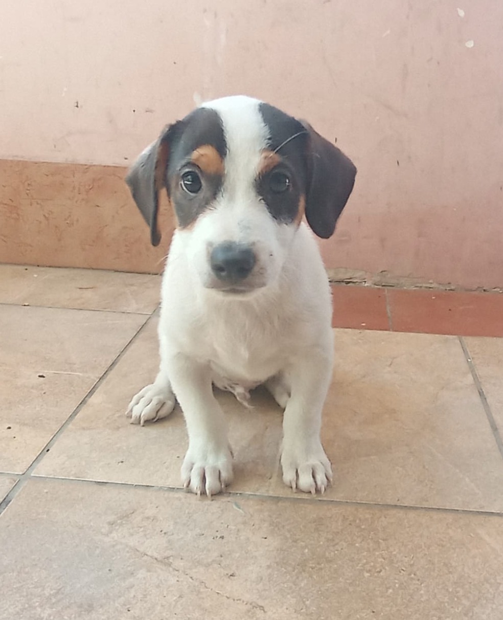 Sunni