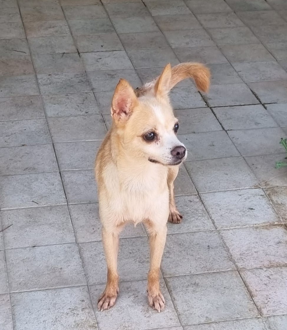 Bamby