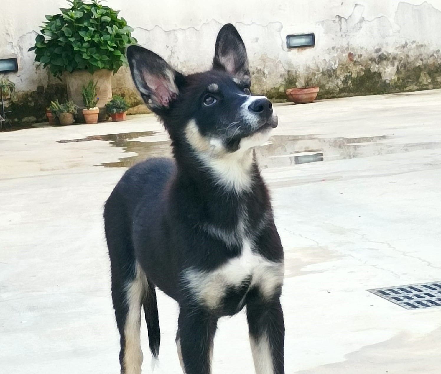 Zeno