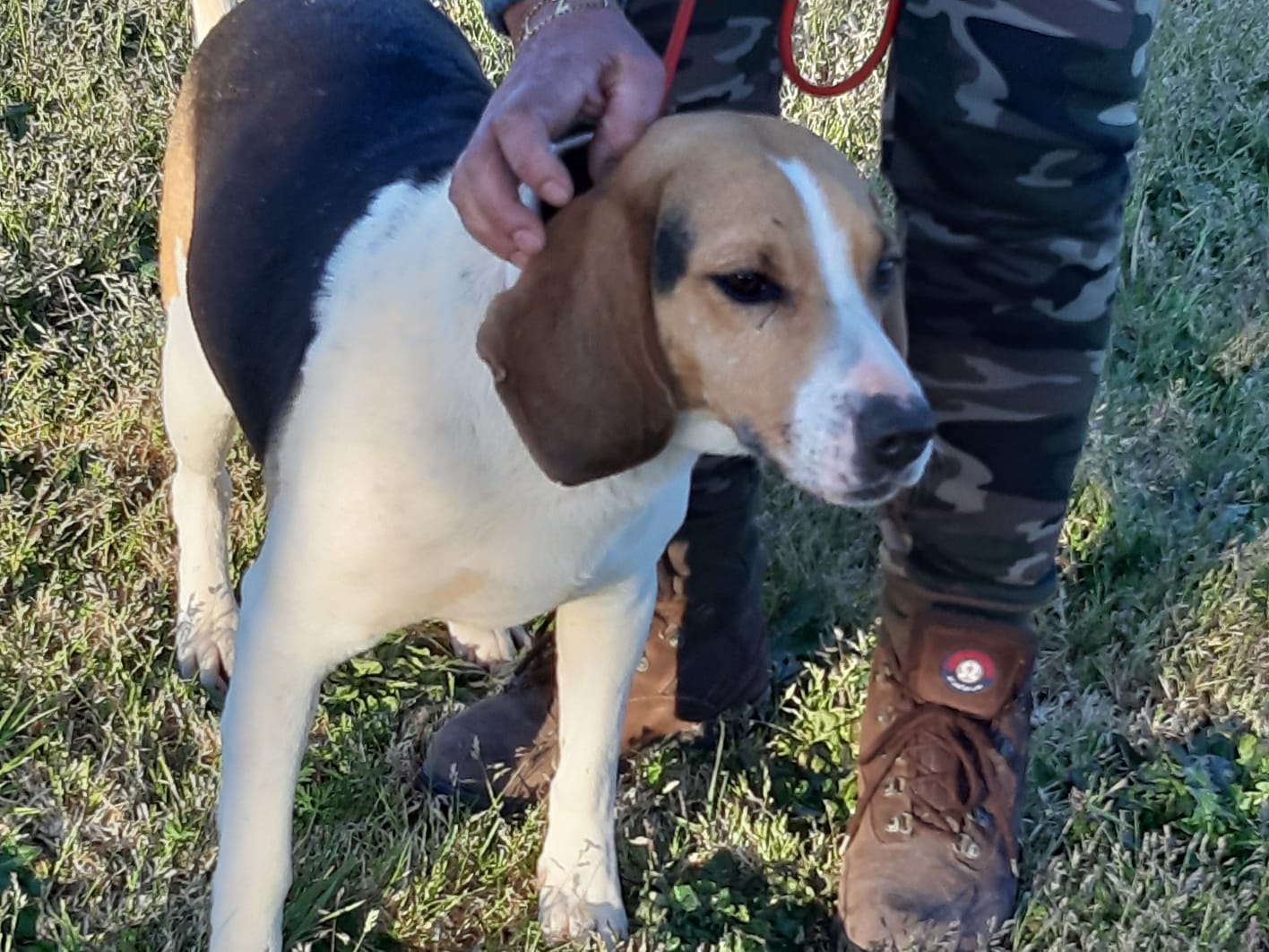 Beagle